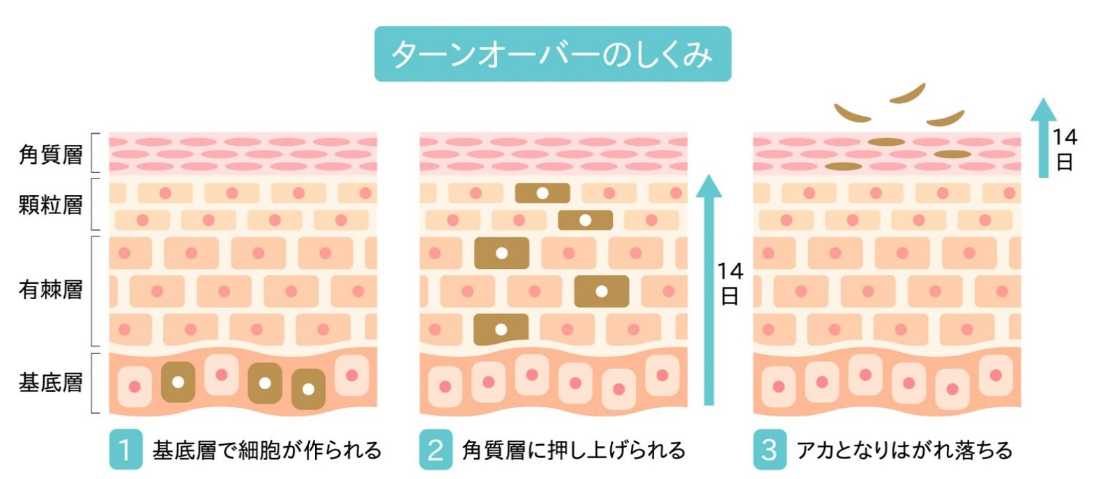 ターンオーバーとは?