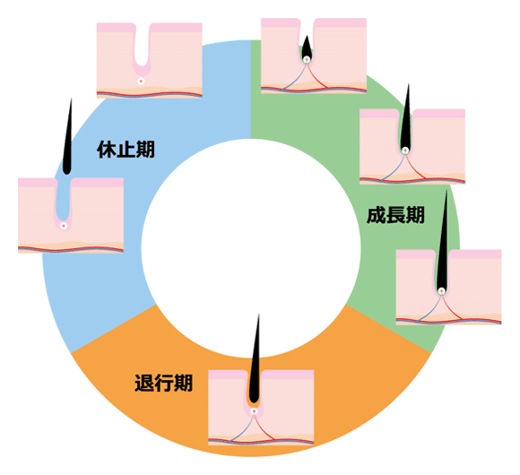 毛周期